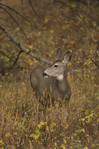 deer